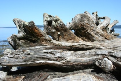 Massive driftwood