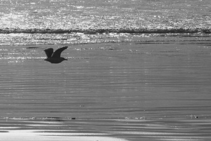 Low flying seagull