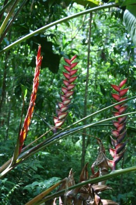 Strange flowers