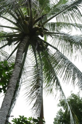 All you can pick and eat fresh coconuts