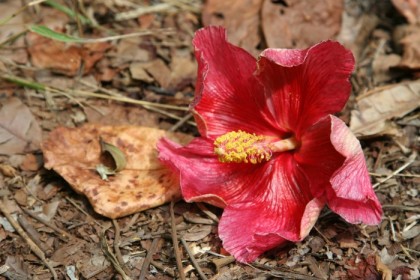 Red hibiscus