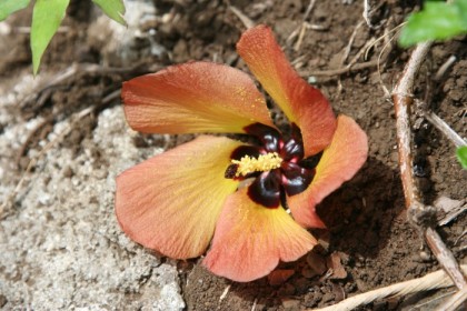 Orange hibiscus