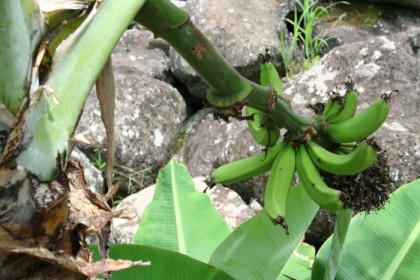 A handful of bananas