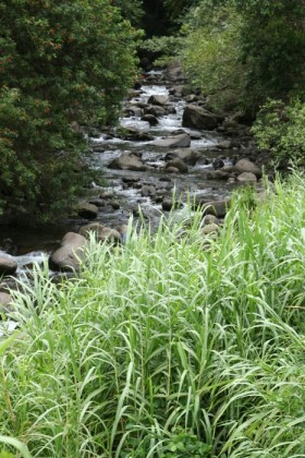 Iao Creek