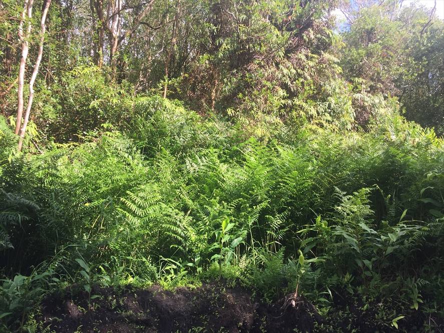 KAUAI ST Land for Sale in MOUNTAIN VIEW 619710 Jeanna Rimmer