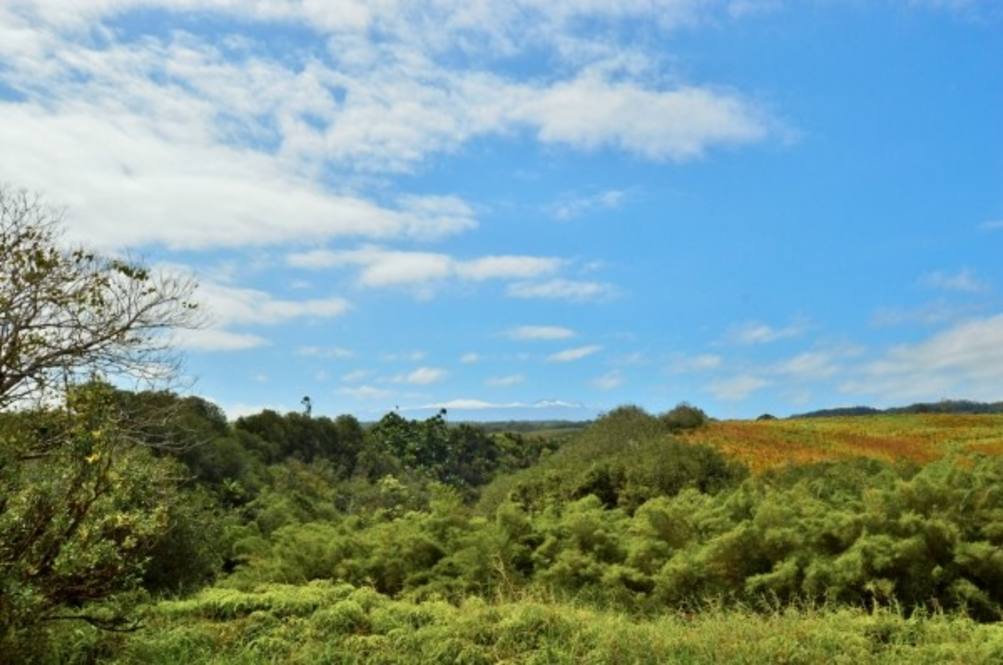 Papaikou Road (approx) Land for Sale in PAPAIKOU 282390 Hawaii Life