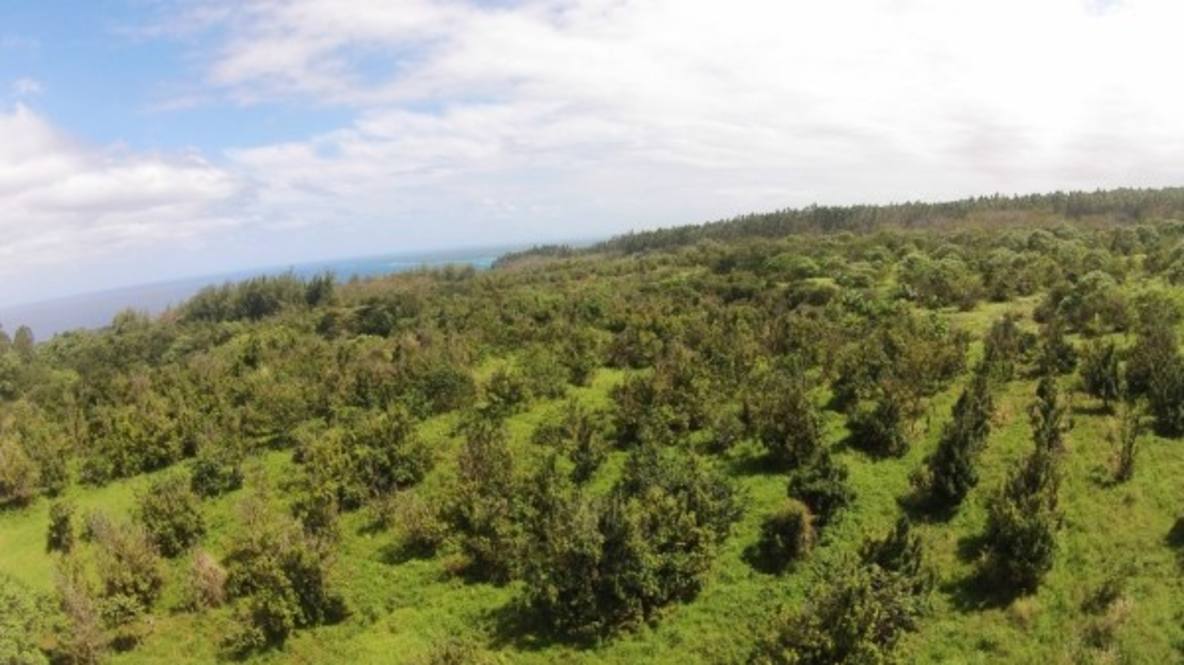 Papaikou Road (approx) Land for Sale in PAPAIKOU 282390 Hawaii Life