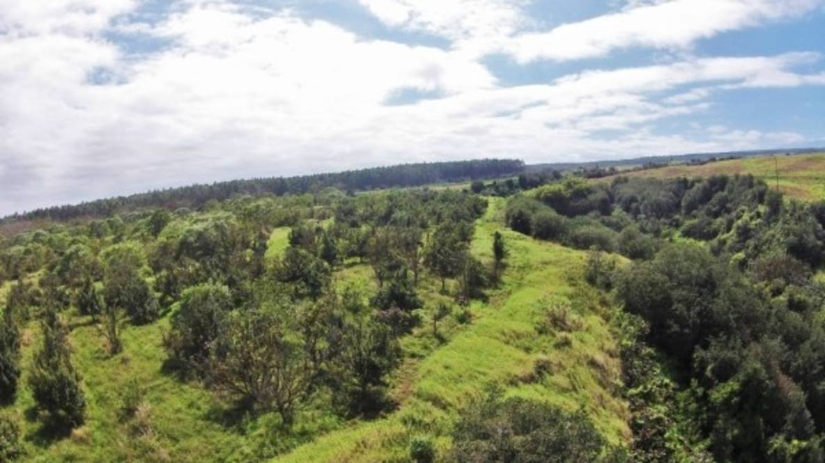 Papaikou Road (approx) Land for Sale in PAPAIKOU 282390 Hawaii Life