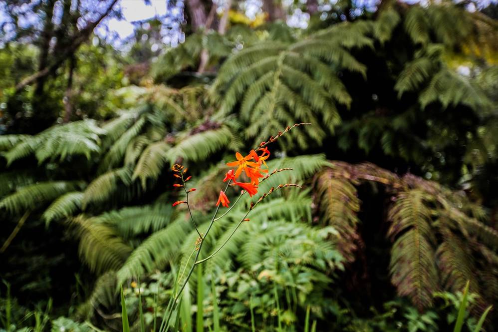 732200 KALOKO DR House for Sale in KAILUAKONA 608311 Hawaii Life