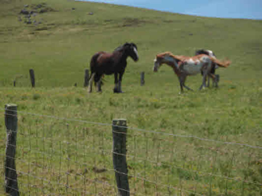 Waikii Ranch Land for Sale in KAMUELA 234040 Beth Thoma Robinson