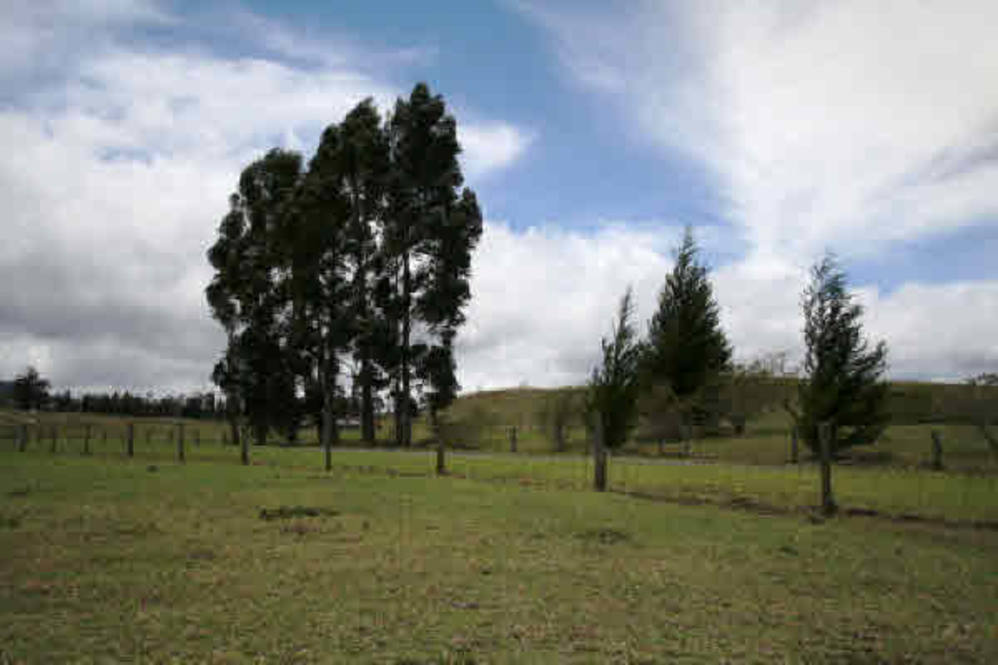 Waikii Ranch Land for Sale in KAMUELA 234040 Beth Thoma Robinson