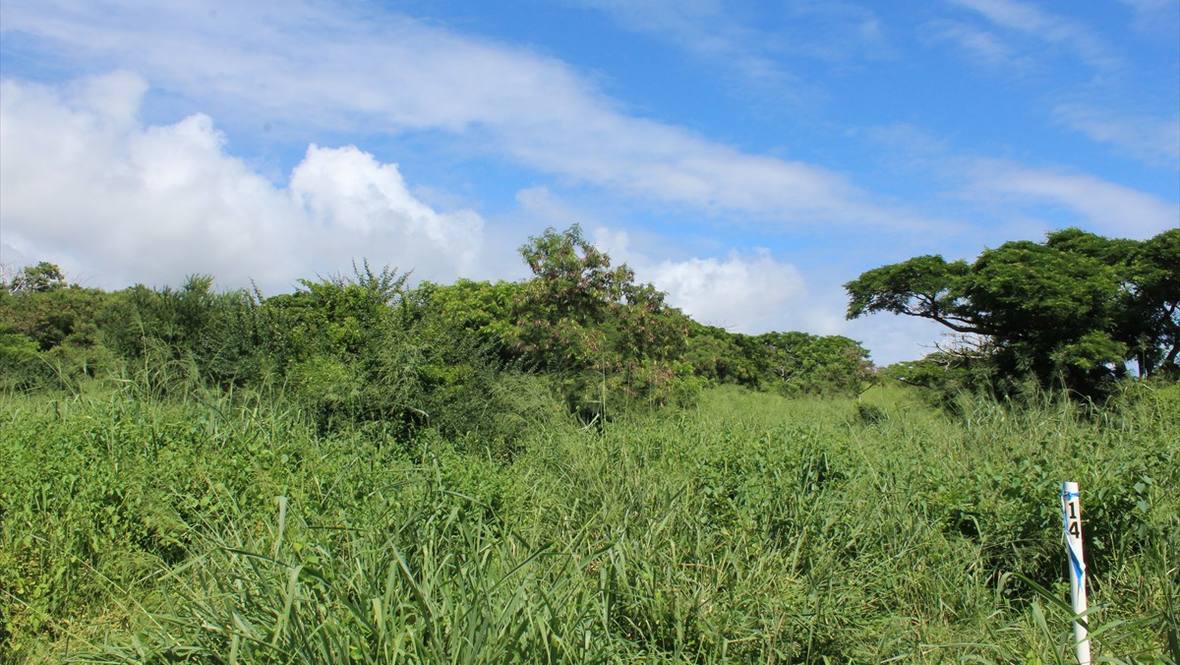 Punaluu Road Land for Sale in PAHALA 622568 Bruce Pratt Hawaii Life