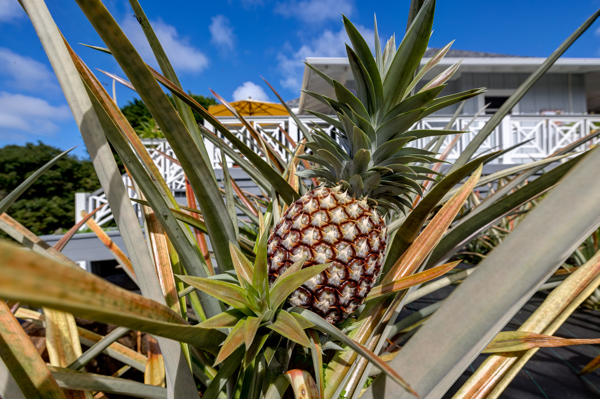 pineapple farm 7475-E Koolau Road in kauai hawaii luxury home