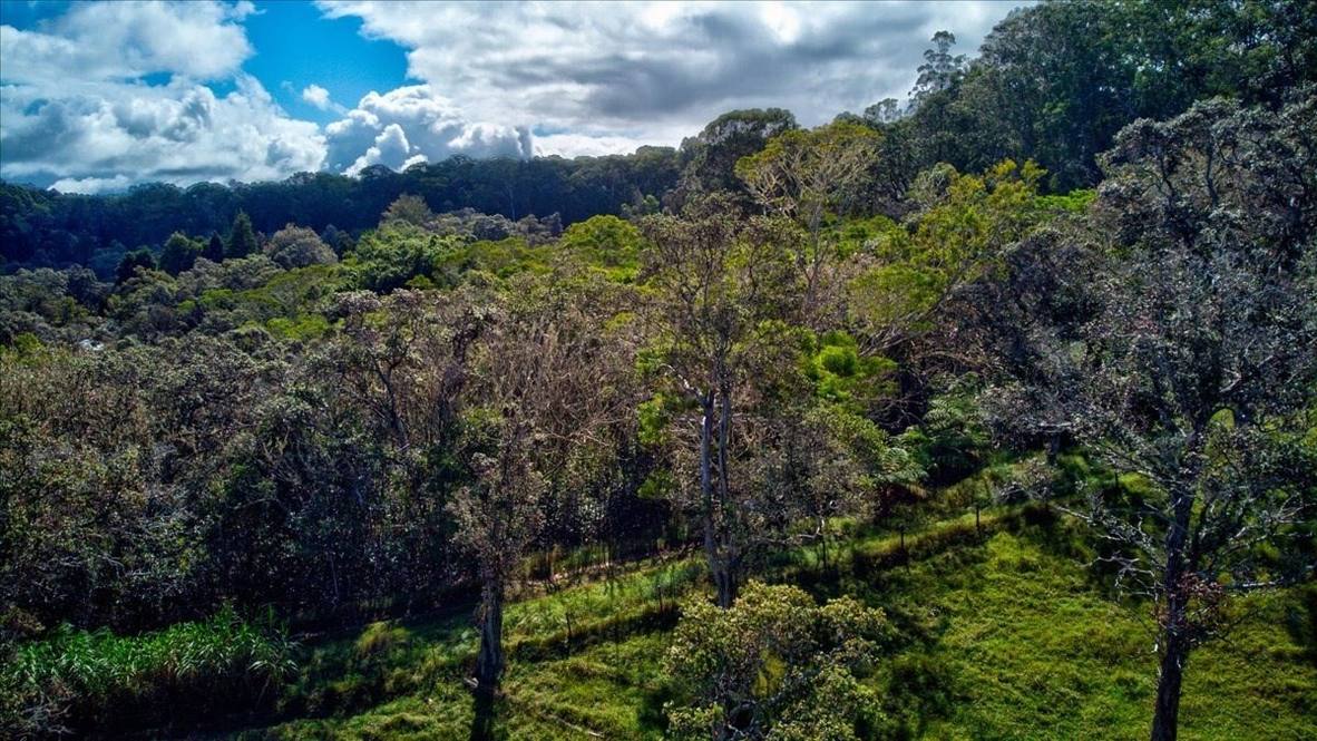 43787 ANTONE DE LUZ RD Land for Sale in PAAUILO 650816 Noelani