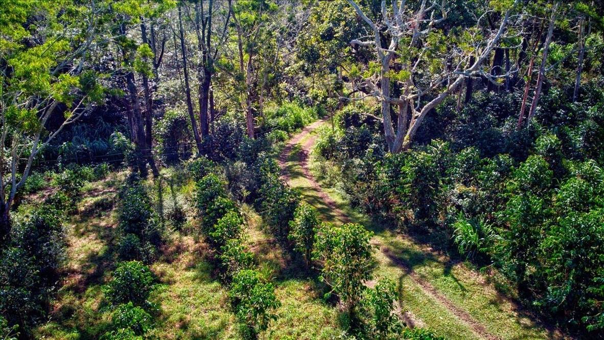 43787 ANTONE DE LUZ RD Land for Sale in PAAUILO 650816 Noelani