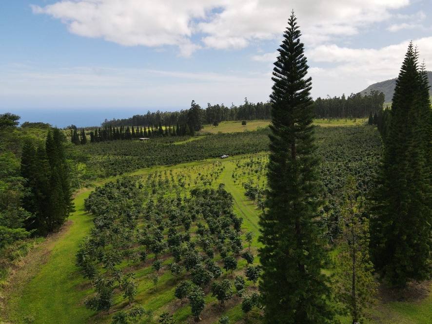 Land for Sale in Pahala 656427 Denise Nakanishi Hawaii Life