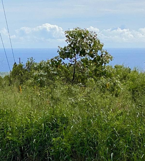 LEWA LANI ST Land for Sale in NAALEHU 657060 Bronson Domen