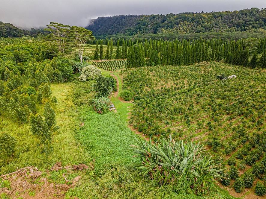 Land for Sale in Pahala 658476 Denise Nakanishi Hawaii Life