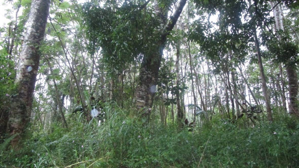 NANAWALE BLVD Land for Sale in PAHOA 658626 Cerise Huihui