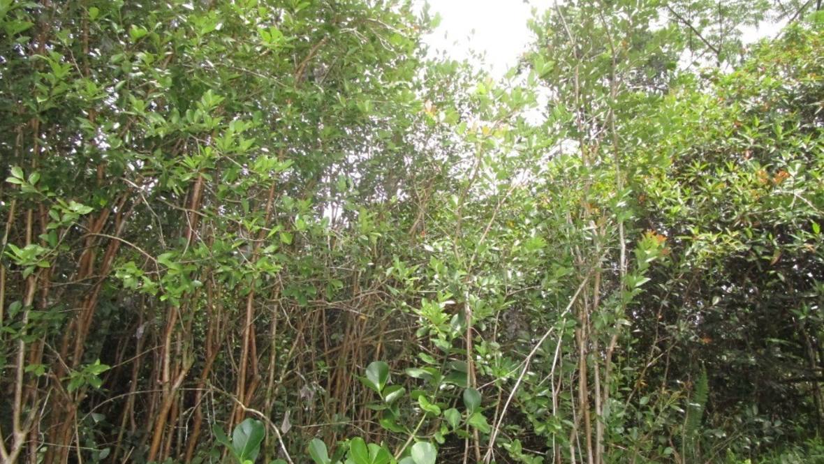 AINALOA DR Land for Sale in PAHOA 660849 Hawaii Life