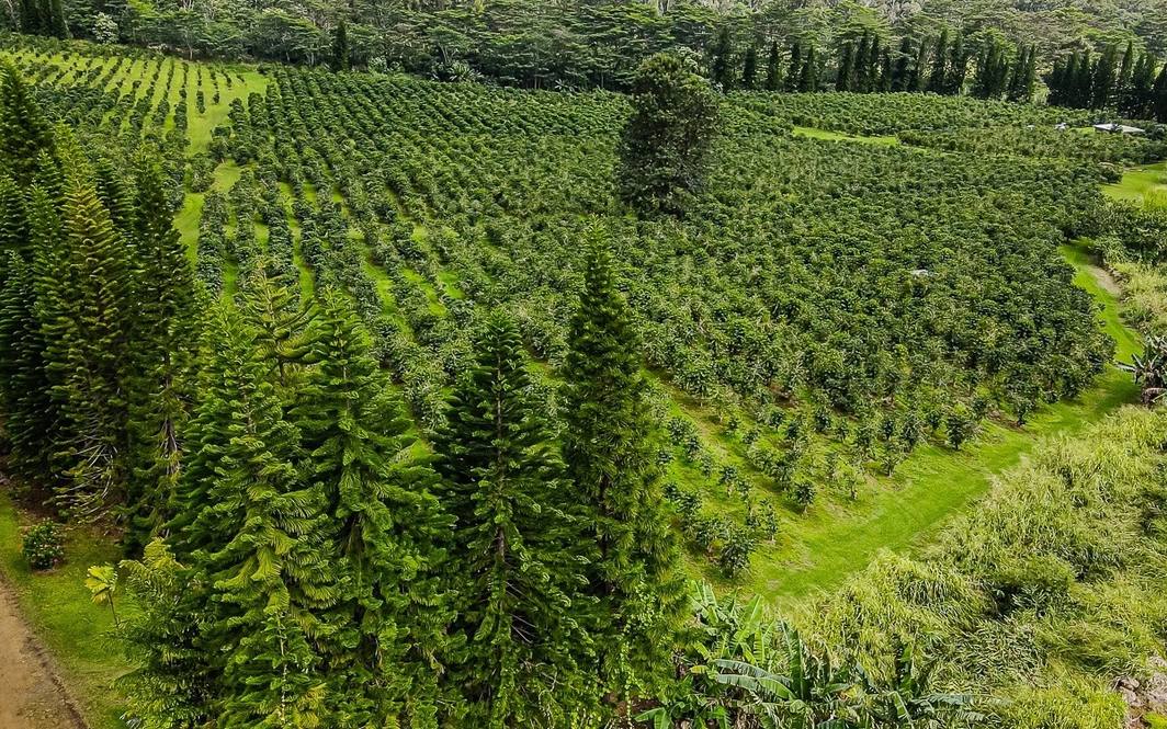 Land for Sale in Pahala 662444 Denise Nakanishi Hawaii Life