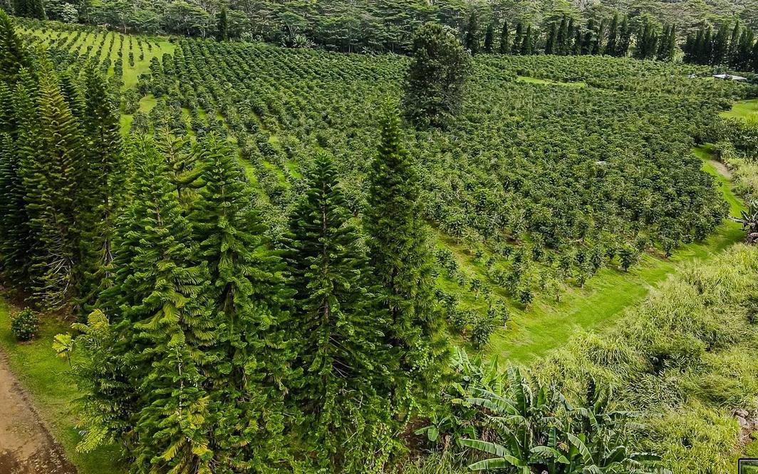 Land for Sale in Pahala 662444 Denise Nakanishi Hawaii Life