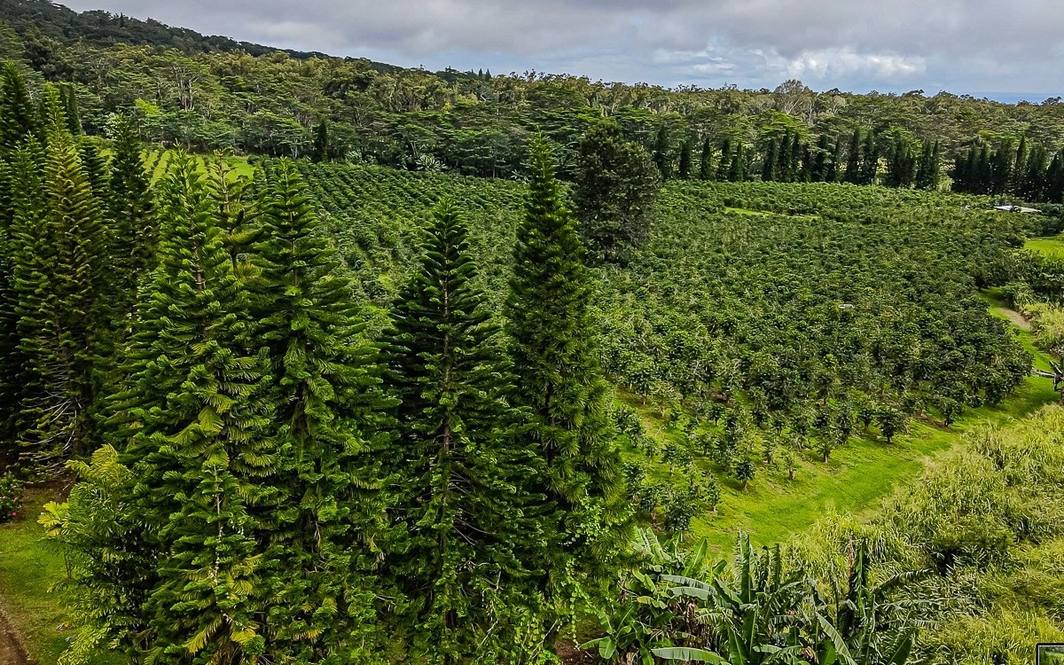 Land for Sale in Pahala 662444 Denise Nakanishi Hawaii Life