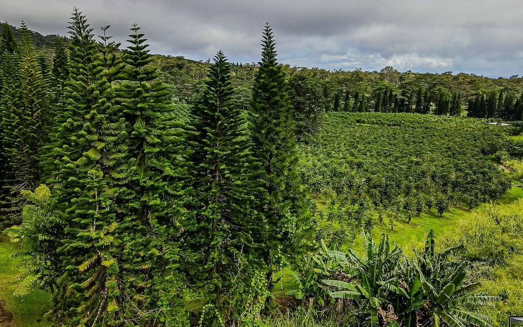 Land for Sale in Pahala 662444 Denise Nakanishi Hawaii Life