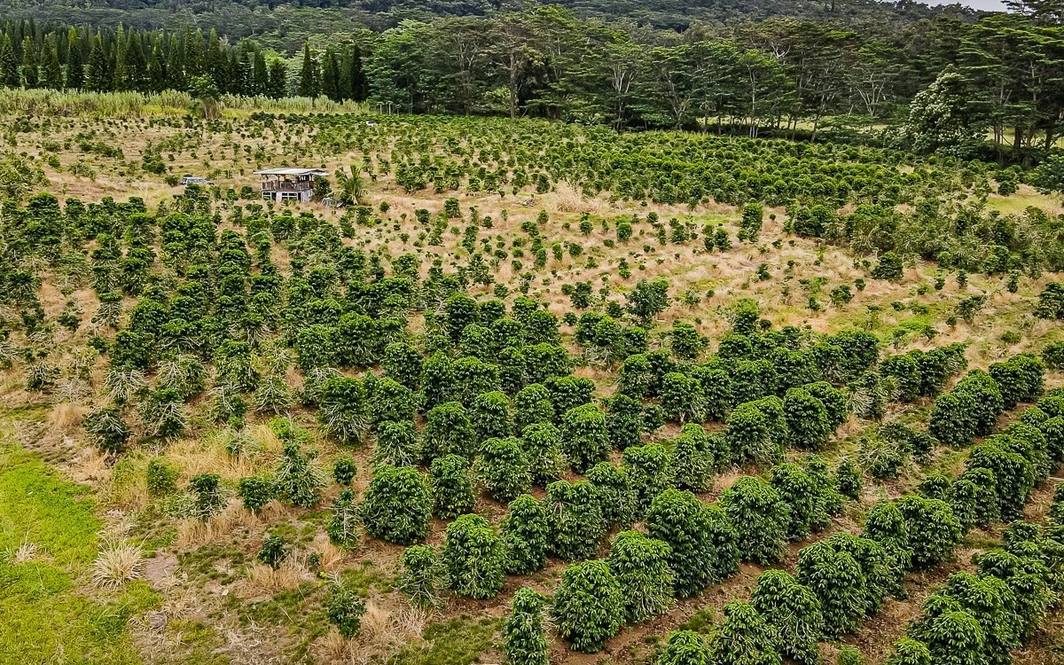 Land for Sale in Pahala 662444 Denise Nakanishi Hawaii Life