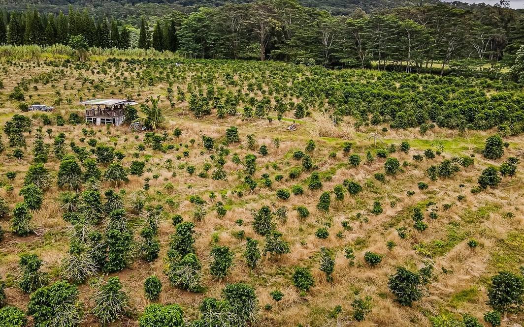 Land for Sale in Pahala 662444 Denise Nakanishi Hawaii Life