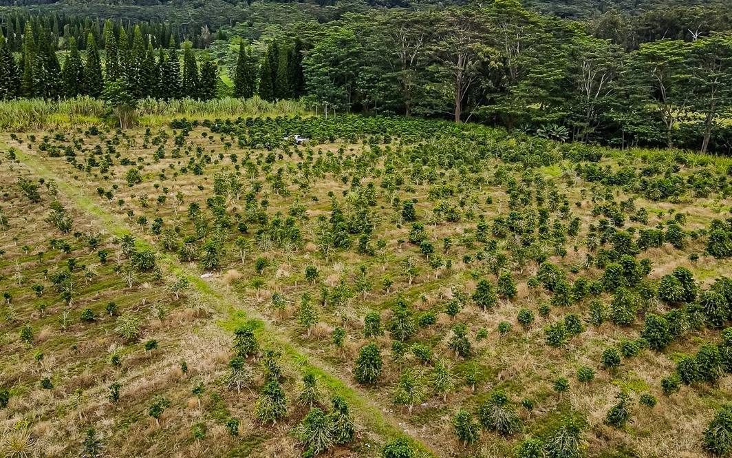 Land for Sale in Pahala 662444 Denise Nakanishi Hawaii Life