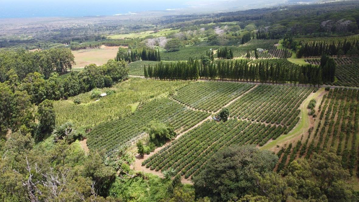 Land for Sale in Pahala 663280 Denise Nakanishi Hawaii Life