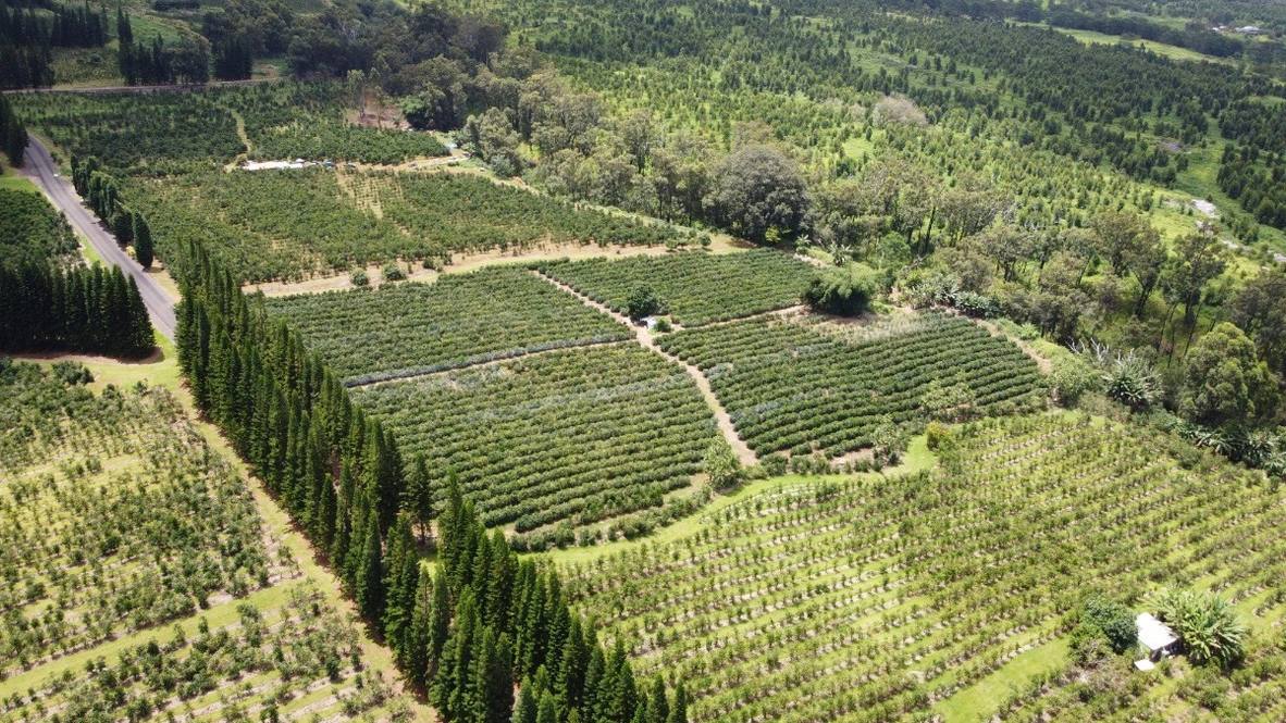 Land for Sale in Pahala 663280 Denise Nakanishi Hawaii Life