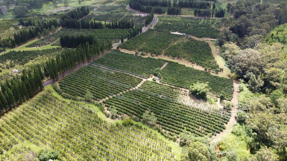 Land for Sale in Pahala 663280 Denise Nakanishi Hawaii Life