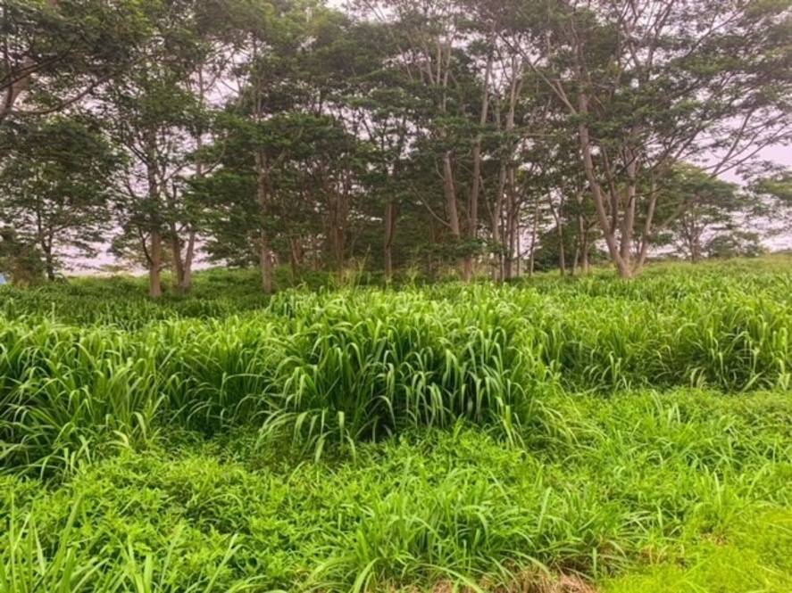 Land for Sale in Pahala 663374 Hawaii Life