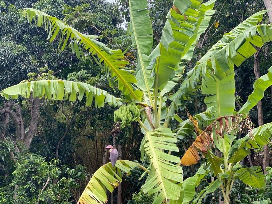 KAHUMOKU RD #4 Image 4