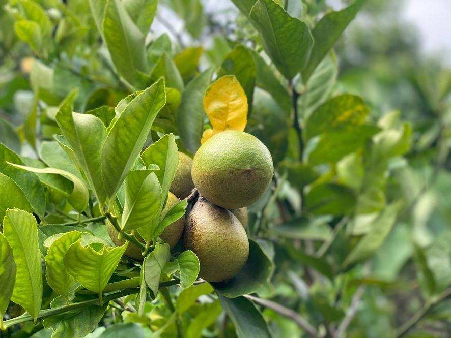 KAHUMOKU RD #4 Image 5