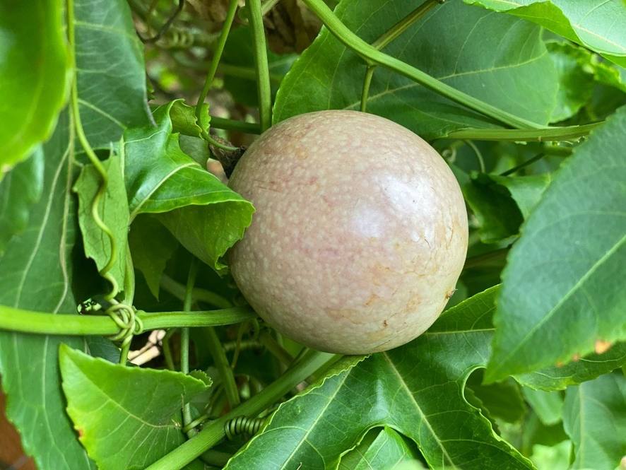 KAHUMOKU RD #4 Image 6