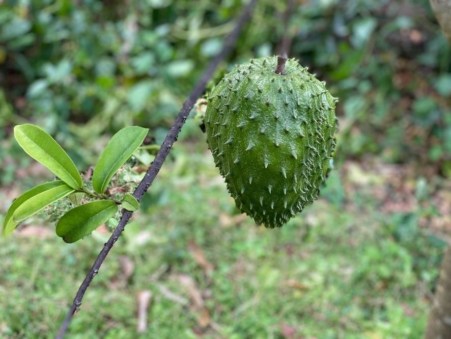 KAHUMOKU RD #4 Image 7