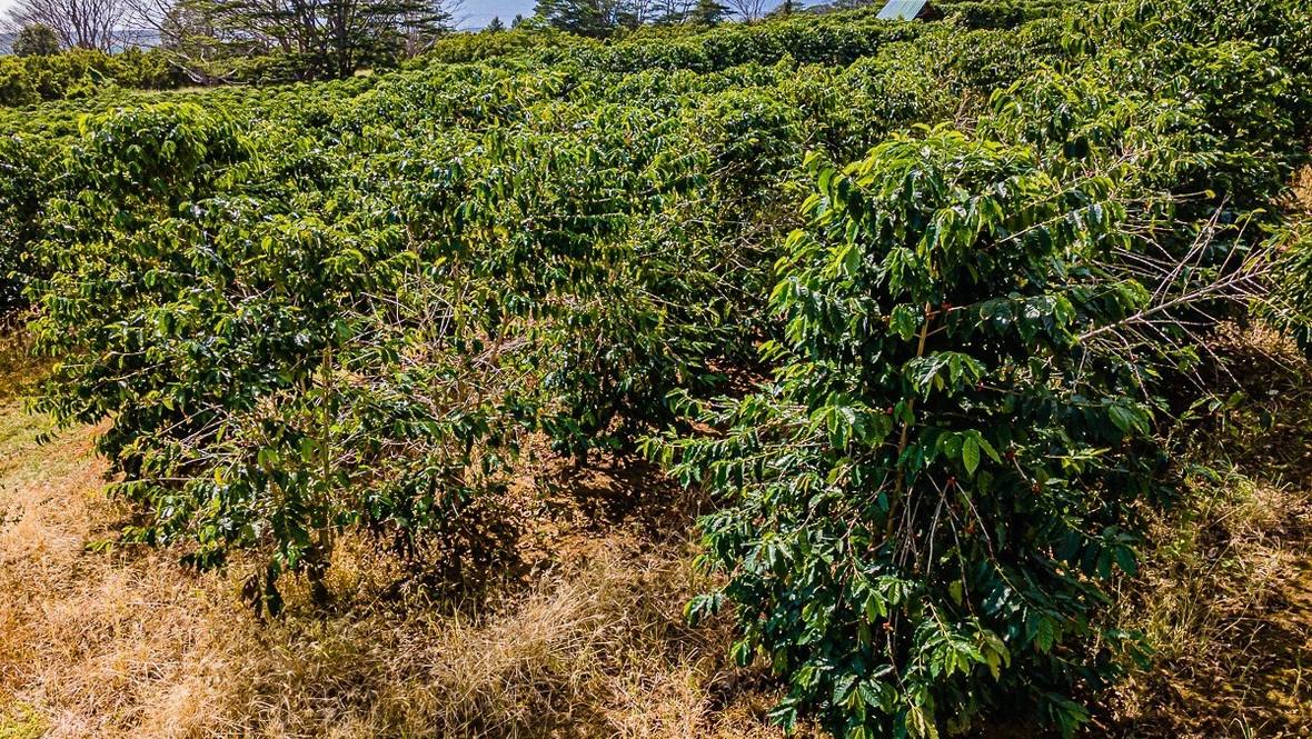 Land for Sale in Pahala 661892 Denise Nakanishi Hawaii Life