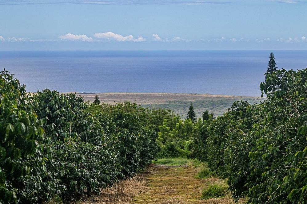 Lot 46 Moa'ula Land for Sale in Pahala 663881 Denise Nakanishi