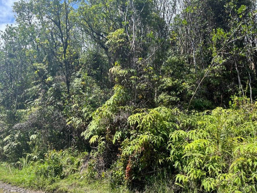 KAUAI ST Land for Sale in MOUNTAIN VIEW 665687 Cindy Bourdier