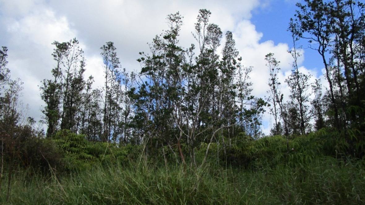 ROAD 2 (AO) Land for Sale in MOUNTAIN VIEW 666417 Hawaii Life