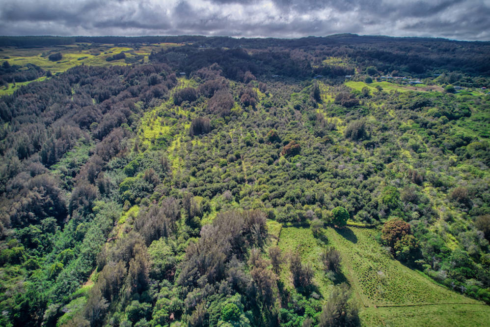 474536 HONOKAA WAIPIO RD Land for Sale in HONOKAA 701251 Noelani