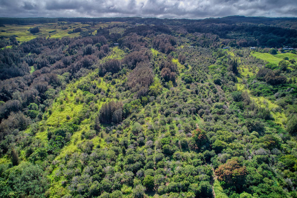 474536 HONOKAA WAIPIO RD Land for Sale in HONOKAA 701251 Noelani