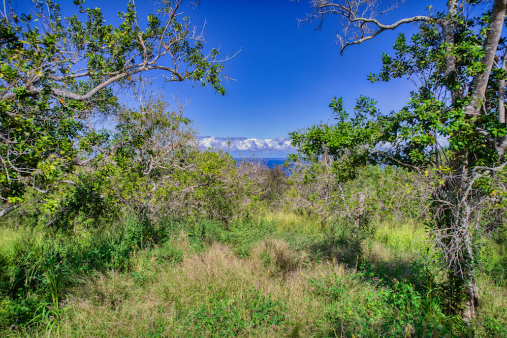 474536 HONOKAA WAIPIO RD Land for Sale in HONOKAA 701251 Noelani