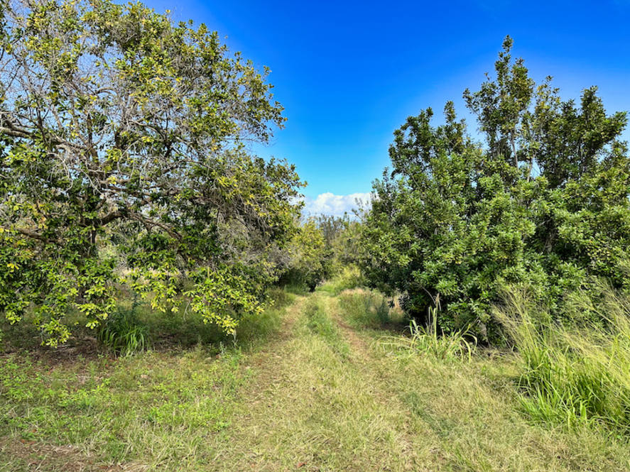 474536 HONOKAA WAIPIO RD Land for Sale in HONOKAA 701251 Noelani