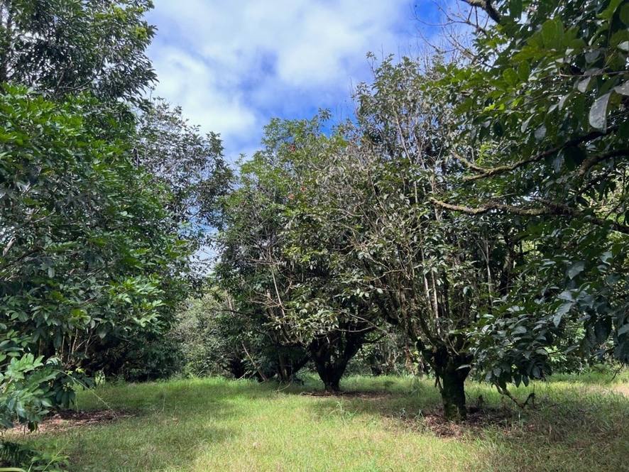 27544 ALAKAHI PL Land for Sale in PAPAIKOU 667947 Hawaii Life