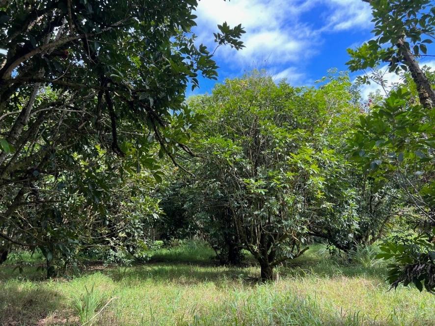 27544 ALAKAHI PL Land for Sale in PAPAIKOU 667947 Hawaii Life