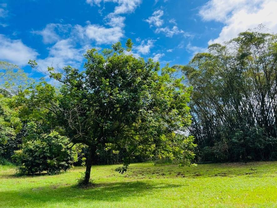 27544 ALAKAHI PL Land for Sale in PAPAIKOU 667947 Hawaii Life